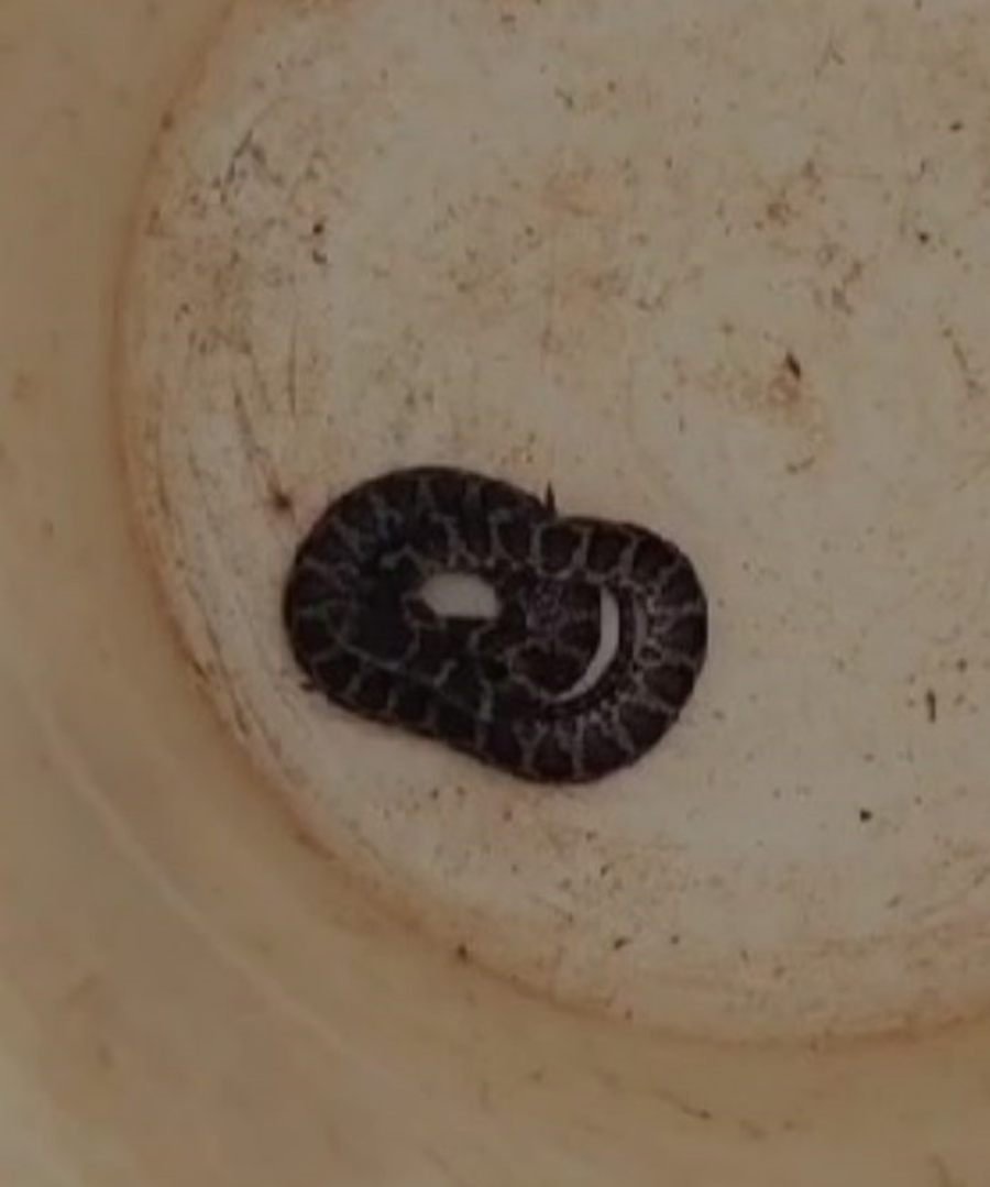 Oberá: Presencia de la serpiente en el interior del predio escolar