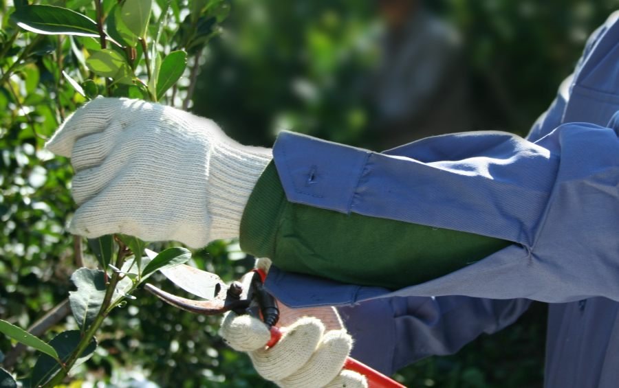 Yerba mate: Productores de Apóstoles, Comandante Andresito y San Pedro comienzan la zafra y garantizan continuidad de la actividad