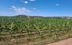 Biofábrica Misiones valida en Salta el éxito productivo del banano Cavendish