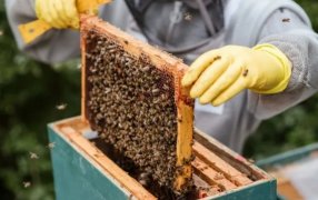 Con diferenciación y valor agregado, se abren oportunidades para la exportación de miel misionera