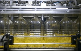 El girasol consolida su expansión integral: Crece también en todos los indicadores agroindustriales