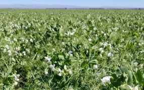 La arveja se afirma en la rotación y apunta a un récord productivo en la zona núcleo, “pisa cada vez más fuerte en el corazón agrícola” del país