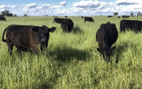 Polémica: Una Diputada K impulsa una “tasa al metano bovino” y generó el rechazo del agro