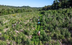 Misiones: Más de cinco mil árboles nativos para recuperar la selva en el Parque Provincial Foerster en el Municipio de Comandante Andresito