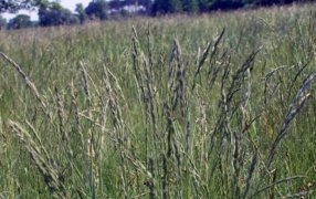 La festuca, bajo la lupa: Investigadores detectaron un hongo que preocupa a la ganadería