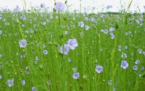 El lino entrerriano se pone el traje de héroe: Proyectan un aumento del 22% en la cosecha