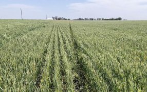 Trigo en picada: Caen 1,2 millones de toneladas más las proyecciones