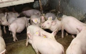 ¿Sabe usted que los cerdos pueden estresarse socialmente?