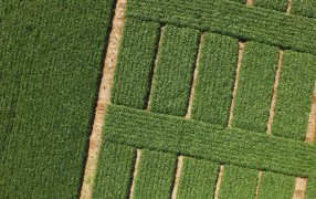 PT Farm debuta en Aapresid: El centro agro tecnológico de Carmen de Areco participará por primera vez en el Congreso con su propuesta de investigación, formación y vinculación estratégica