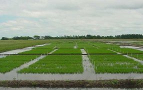 La sequía en los humedales impacta en el arroz: La siembra caerá 20% y será la más baja en 22 años