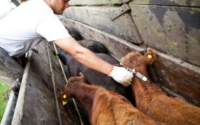 Preocupación ganadera: La Federación Agraria Argentina advirtió por la suba de precio de la vacuna antiaftosa