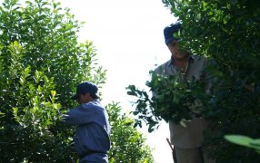 Programa de indumentaria para tareferos