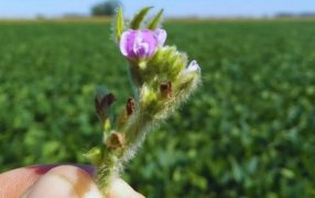 El poder de la polinización: Un estudio científico comprobó cómo las abejas elevan los rindes de la soja