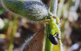 Alertan por una plaga que podría estar expandiéndose y es letal: El picudo negro de la soja
