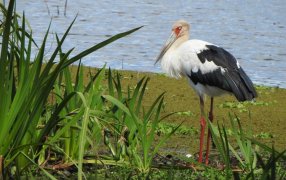 Cuatro estaciones explorando la naturaleza: Resultados del primer ciclo de Safaris de ArgentiNat