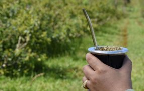 Yerba mate: Consumo interno y exportaciones superaron los 45 millones de kilos durante el primer bimestre