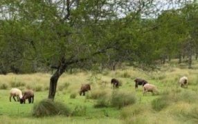 Previsión del tiempo en Misiones al inicio de semana