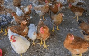 Gripe aviar: Preocupa que el virus esté mutando y buscan secuenciar su genoma