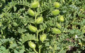 El garbanzo profundiza su caída en Córdoba