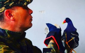 Posadas: Resguardaron un ave exótica en peligro de extinción, no podía volar porque tenía las alas lastimadas