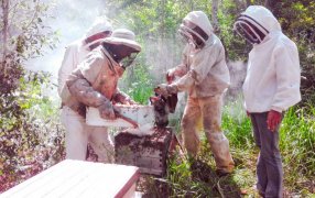 Apicultura en crecimiento en la provincia de Misiones: Productores del Departamento Oberá avanzan en la formalización y en el agregado de valor