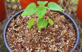 Innovación en Cuyo: Con inteligencia artificial, desarrollan sustratos para la producción de plantines