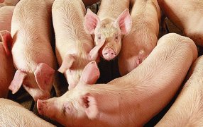 Tandil: Se asociaron y crearon una exitosa granja de cerdos, que además atrae a los jóvenes