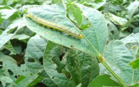 Soja: Se encienden alarmas por posible quiebre de resistencia en la tecnología BT