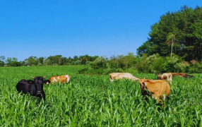 Lechería: recomendaciones para el uso de pasturas adaptadas