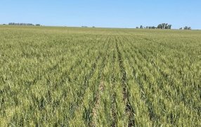 Trigo: Las pérdidas productivas ya implican 2.200 millones de dólares menos por exportaciones