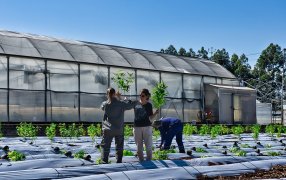 Se inicia una nueva etapa del cultivo de cannabis en la Biofábrica Misiones
