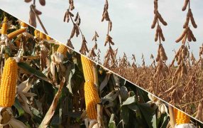 Nuevos recortes proyectan la peor campaña en 15 años para soja y maíz