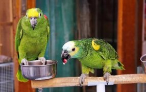 Gripe del loro en Argentina: Cuatro personas sufrieron neumonía bilateral en Rafaela