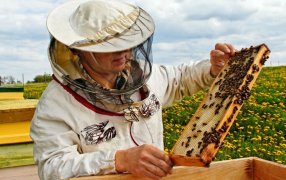 Una zona de Tucumán tendrá identificación geográfica de miel de azahar