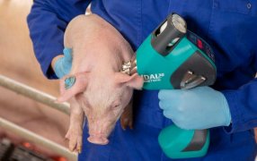 14 de Junio, Día de la Porcicultura: Tecnología, datos y salud, el nuevo ADN de la porcicultura