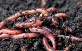 Apóstoles: Se realizará una capacitación sobre Compost y Lombricultura en el Vivero Municipal