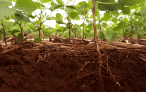 Malezas: Qué es la Alelopatía y por qué podría ser clave para reducir el uso de herbicidas