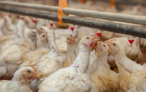 Polémica en Corrientes: Casi sacrifican 200.000 aves de una granja donde no hay gripe aviar