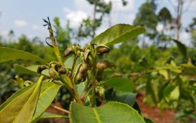 ¿Qué es el Rulo y qué medidas se recomiendan para evitar su aparición?
