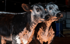 Speckle Park: Cómo es la raza bovina que llegó a Argentina desde Canadá y debutó en La Rural