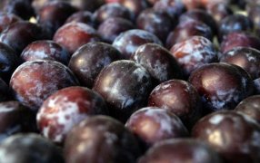 La ciruela brilla: La proyección de cosecha marca un 12% más que el promedio histórico