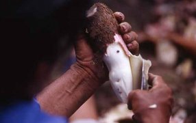 Misiones: Primer Concurso de Pelado de Mandioca en el Mercado Concentrador en la ciudad de Posadas