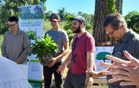 Implantación de árboles nativos en un yerbal de la localidad misionera de Los Helechos