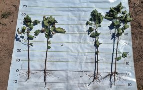 Nutrición estratégica: La clave para maximizar el rendimiento del algodón