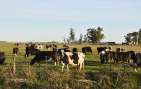 Confirman suba del 12% en la producción de leche durante el primer semestre del 2025: El stock de vacas lecheras también mostró una recuperación significativa
