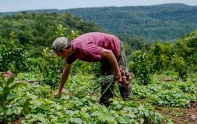 Misiones: Las chacras multiproductivas impulsan la soberanía alimentaria y mejoran la rentabilidad, los productores logran abastecer el consumo familiar en las Ferias Francas y Mercados Regionales