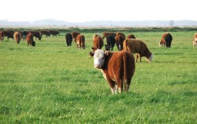 El mercado ganadero apretó la pausa: “Solo se compra y se vende lo estrictamente necesario”