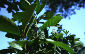 Misiones: Molinos y cooperativas avanzan en la fijación de precios para el inicio de la zafra yerbatera