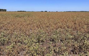 Daño histórico por sequía: Se esperan cosechar sólo 6.5 Mt de soja en zona núcleo