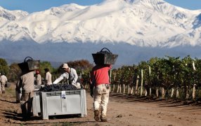 Sin brindis: Estiman la peor producción mundial de vino en más de 60 años